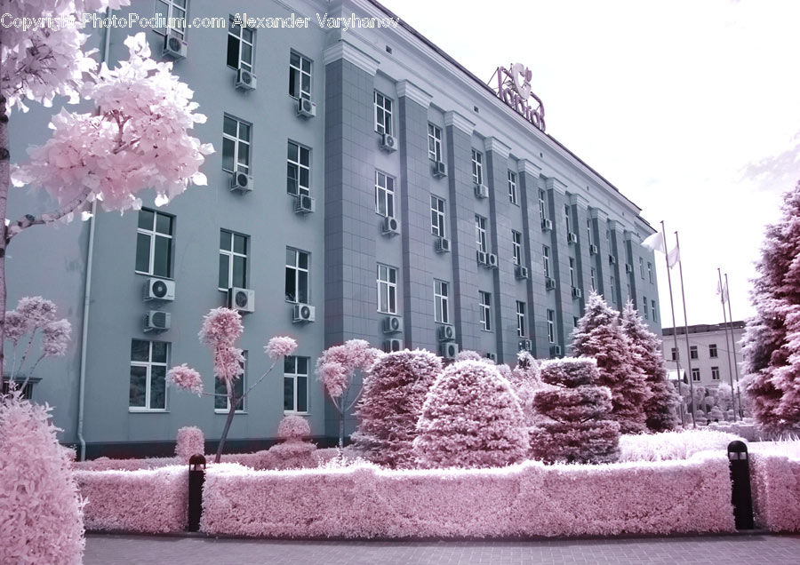 Blossom, Flora, Flower, Plant, Cherry Blossom, Lilac, Bush