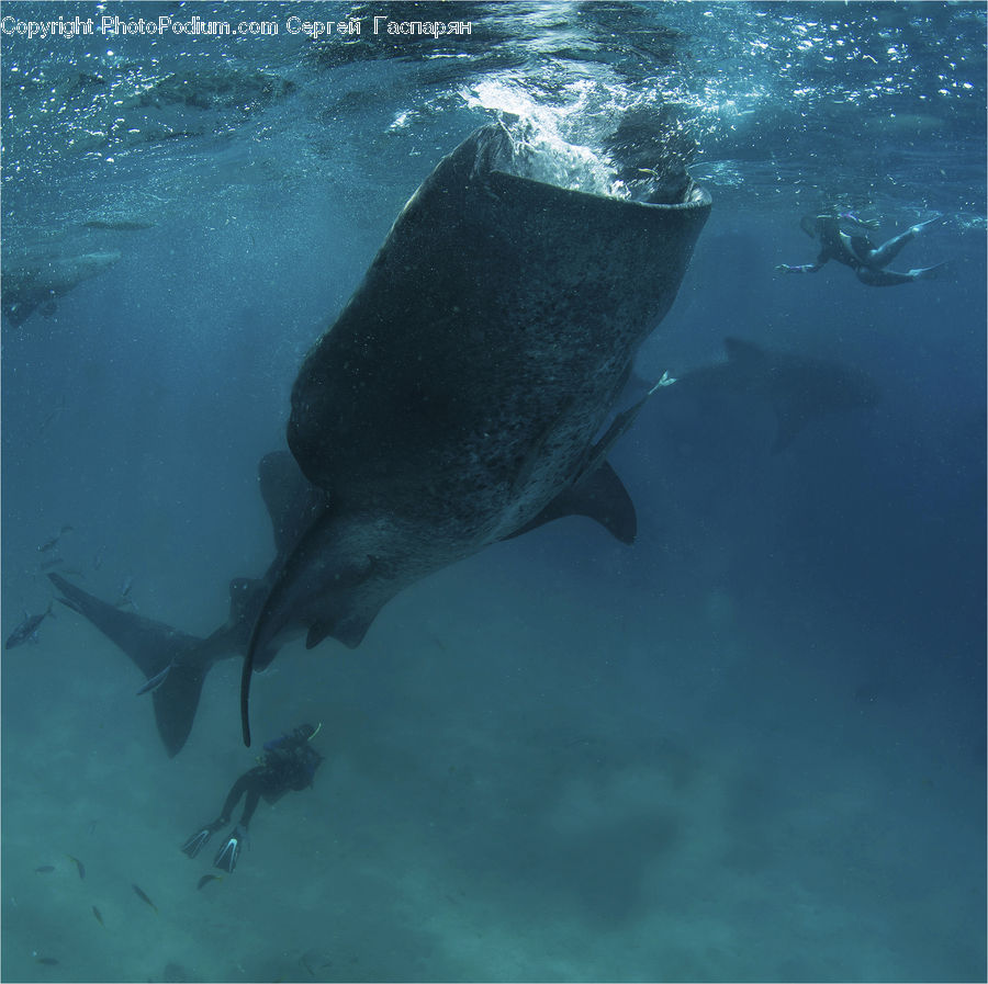 Animal, Dolphin, Fish, Sea Life