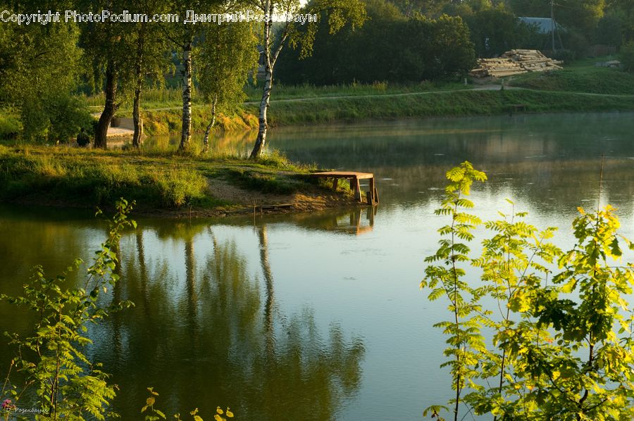 Outdoors, Pond, Water, Land, Marsh, Swamp, Blossom