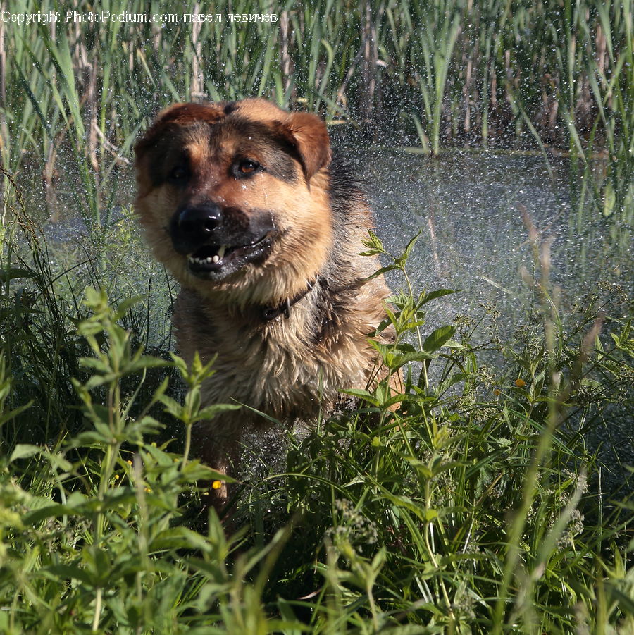 Animal, Canine, Dog, German Shepherd, Mammal, Pet, Golden Retriever