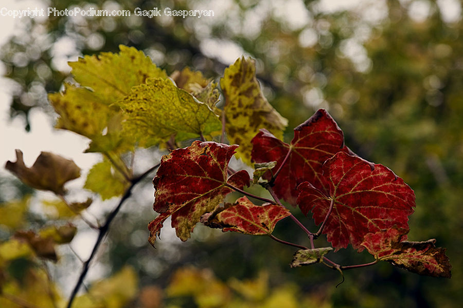 Veins, Maple, Tree, Wood, Maple Leaf, Plant, Ivy