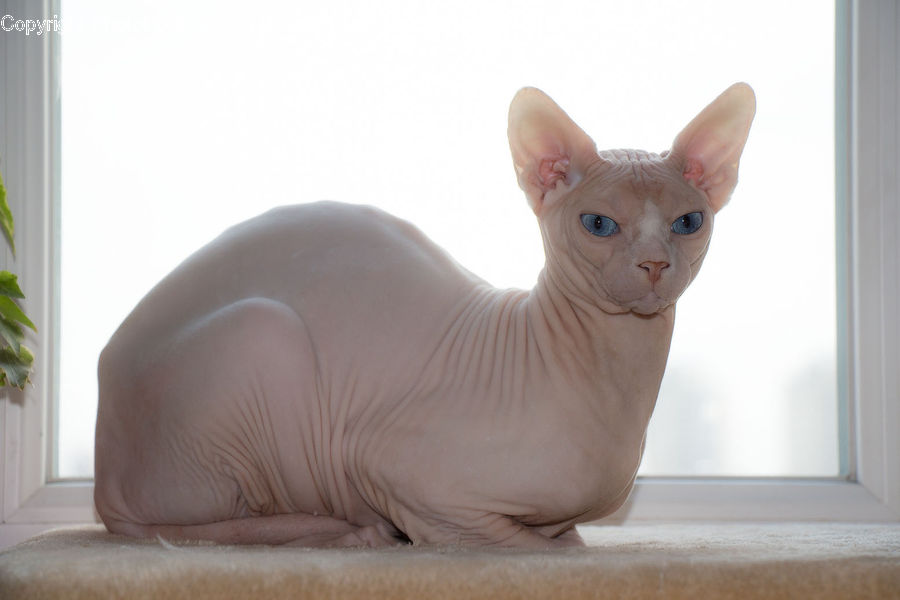 Animal, Cat, Pet, Siamese, Canine, Chihuahua, Dog