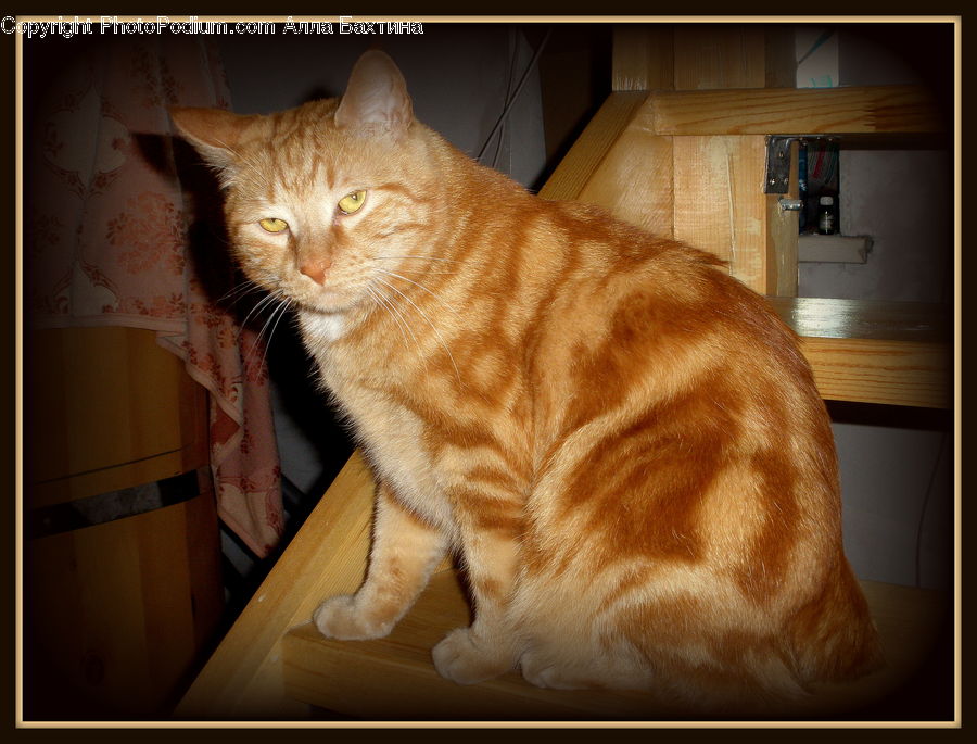 Animal, Cat, Mammal, Manx, Pet, Abyssinian, Afro Hairstyle