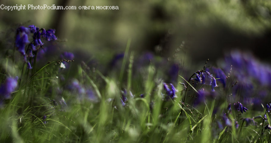 Blossom, Crocus, Flora, Flower, Plant, Lavender, Field