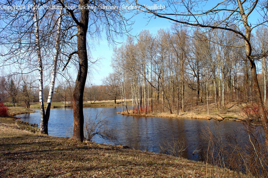 Birch, Tree, Wood, Forest, Vegetation, Landscape, Nature