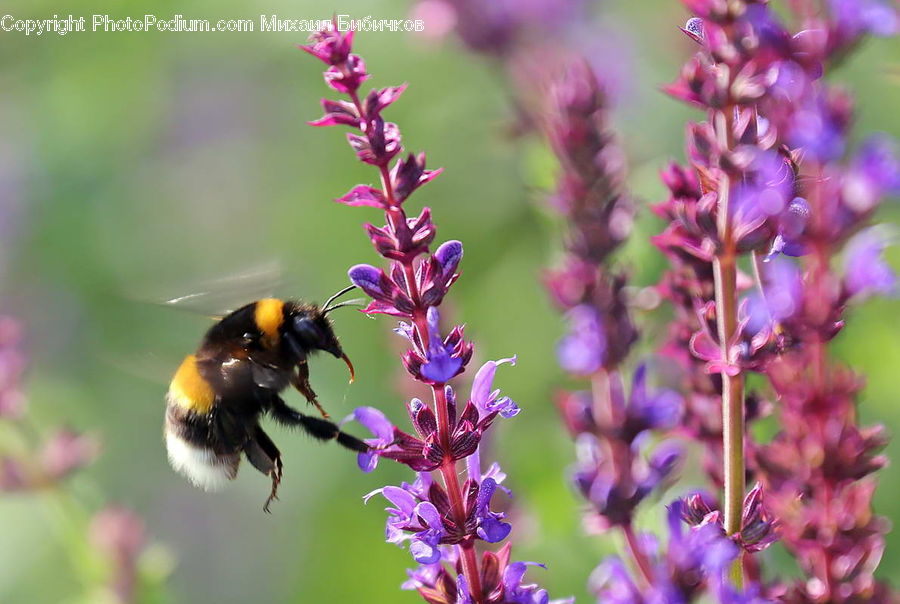 Andrena, Apidae, Bee, Bumblebee, Honey Bee, Insect, Invertebrate