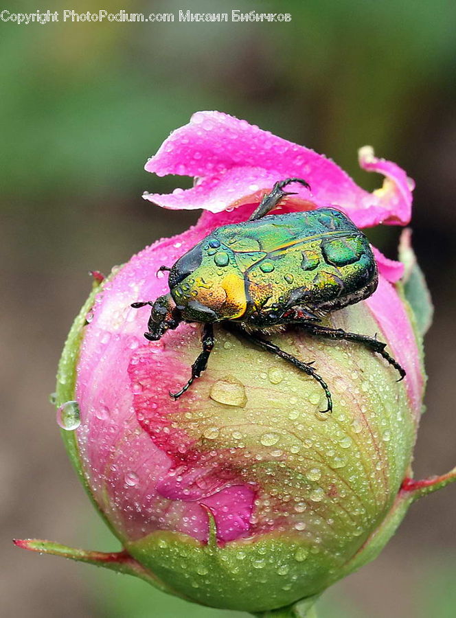 Cricket Insect, Grasshopper, Insect, Invertebrate, Amphibian, Frog, Wildlife