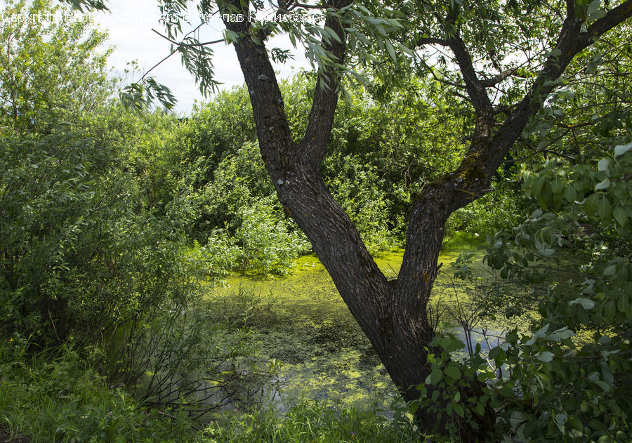 Oak, Tree, Wood, Forest, Vegetation, Plant, Conifer