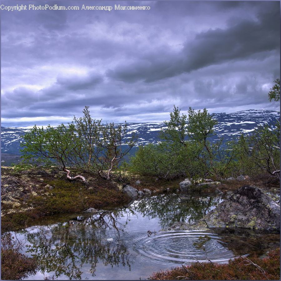 Land, Marsh, Pond, Swamp, Water