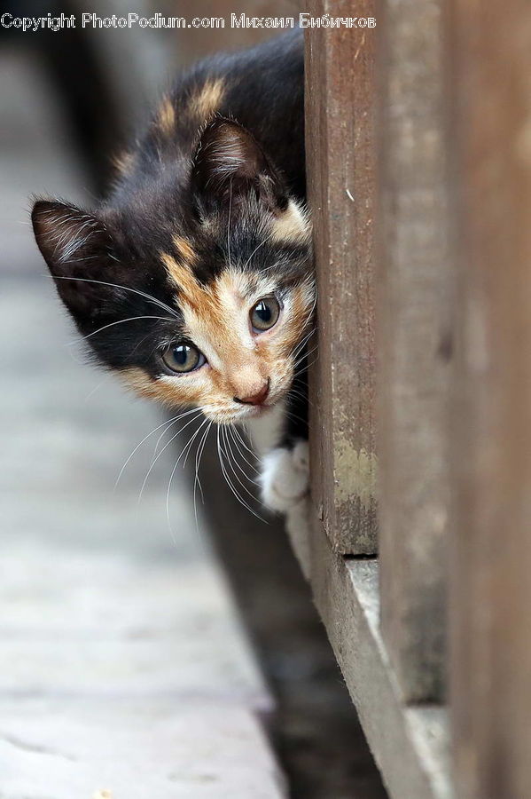 Animal, Cat, Kitten, Mammal, Pet, Abyssinian, Manx