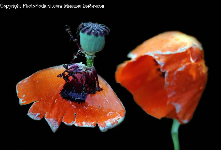 Blossom, Flora, Flower, Plant