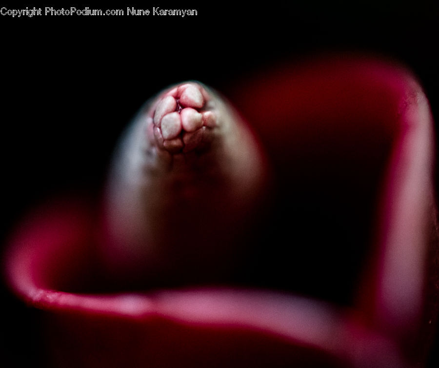 Droplet, Cherry, Fruit