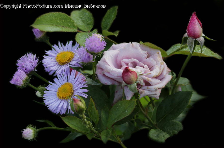 Bud, Plant, Blossom, Flower, Rose, Flora, Flower Arrangement