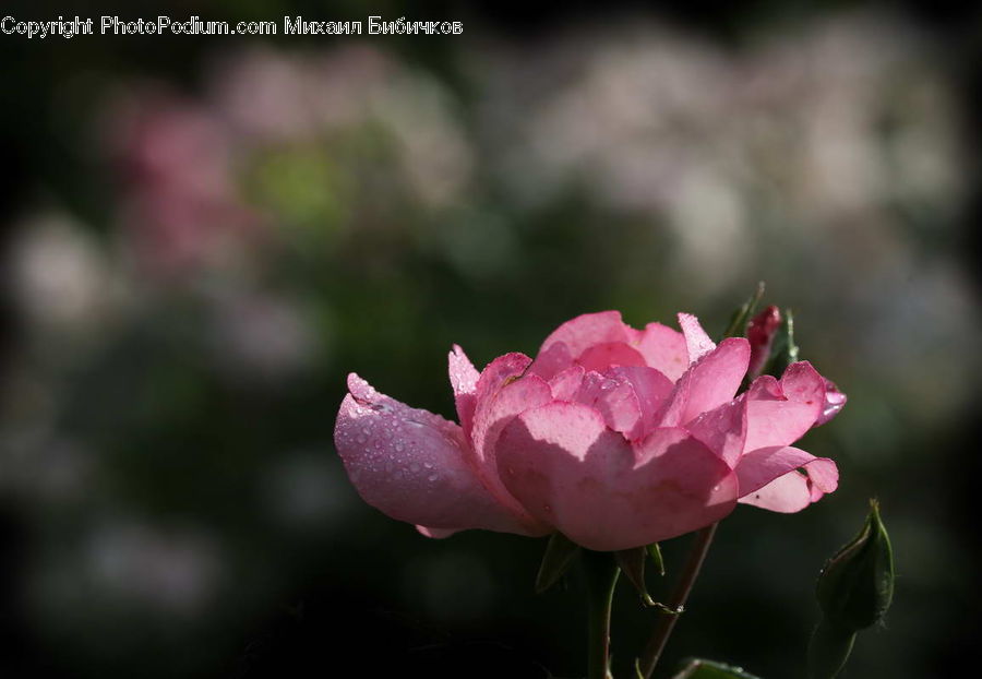 Blossom, Flora, Flower, Plant, Carnation, Rose, Crocus