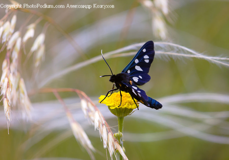 Butterfly, Insect, Invertebrate, Arachnid, Garden Spider, Spider, Conifer