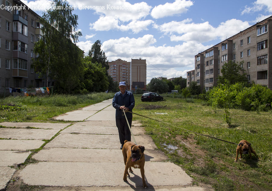 People, Person, Human, Apartment Building, Building, High Rise, Animal