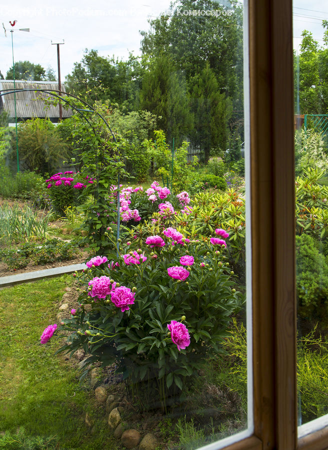 Blossom, Flower, Peony, Plant, Flora, Geranium, Garden