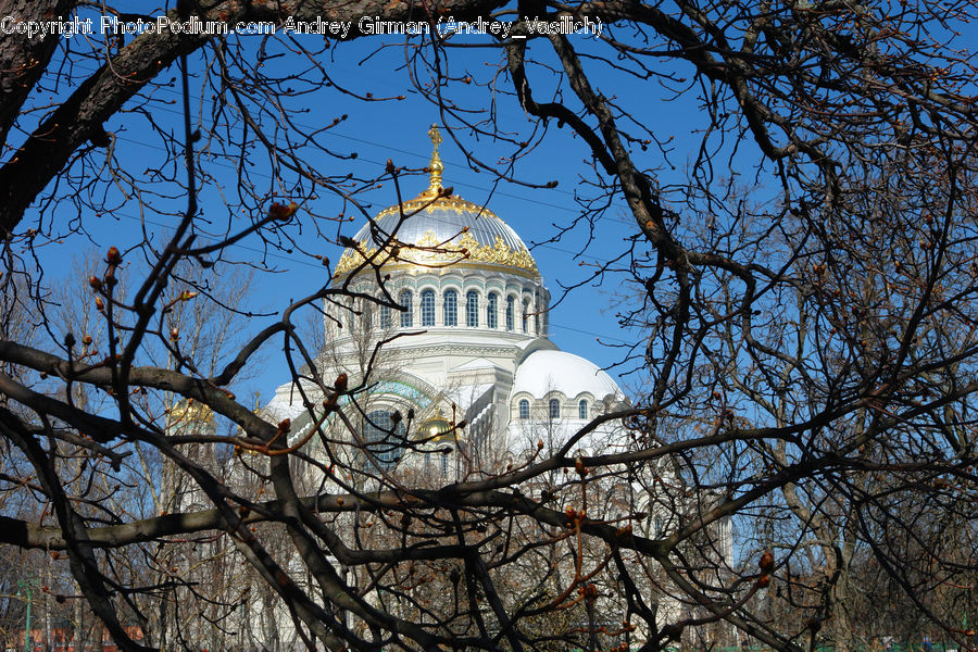 Architecture, Bell Tower, Clock Tower, Tower, Dome, Plant, Tree
