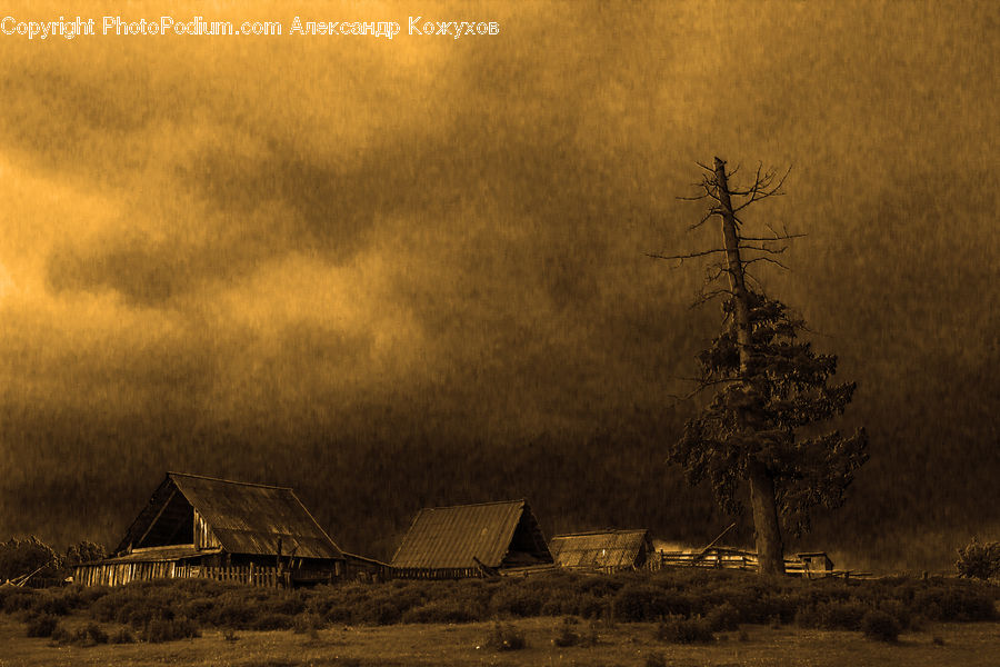 Plant, Tree, Cabin, Hut, Rural, Shack, Shelter