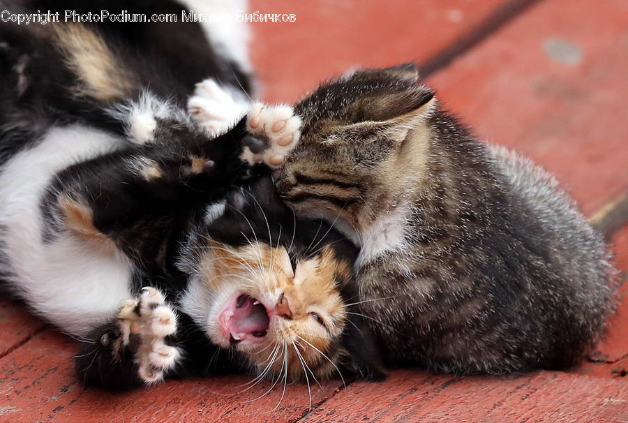 Animal, Cat, Kitten, Mammal, Pet, Adorable, Manx