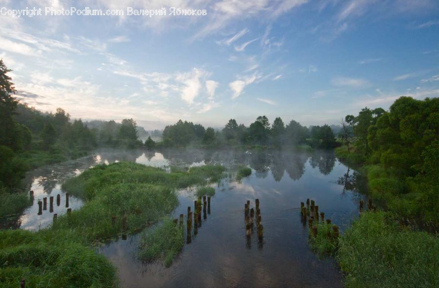 Forest, Jungle, Rainforest, Vegetation, Outdoors, Pond, Water