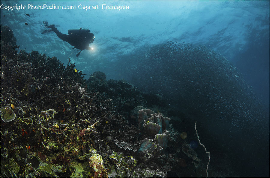Coral Reef, Outdoors, Reef, Sea, Sea Life, Water, Algae