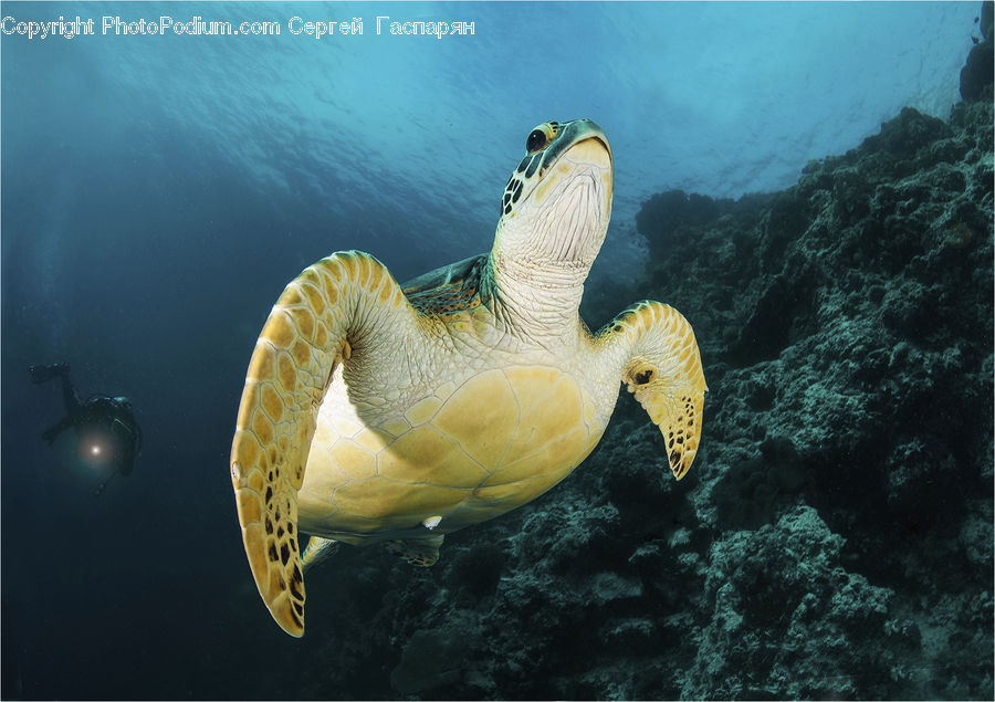 Bird, Booby, Outdoors, Sea, Water, Reptile, Sea Life