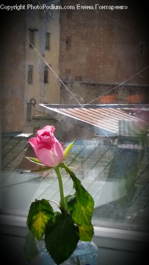 Blossom, Flower, Plant, Rose, Potted Plant, Leaf, Anthurium