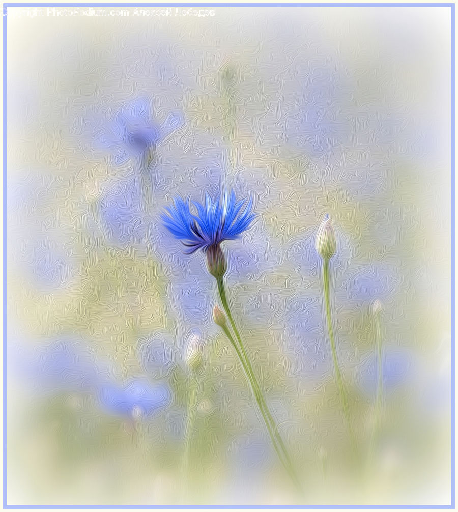 Fiber, Flax, Flora, Flower, Plant, Blossom, Geranium