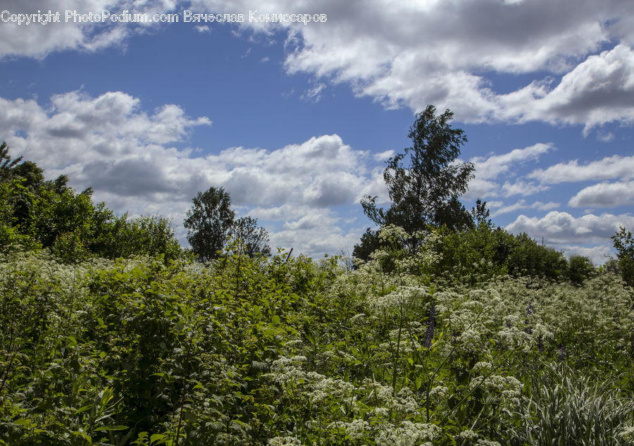Cloud, Cumulus, Sky, Plant, Vegetation, Bush, Blossom