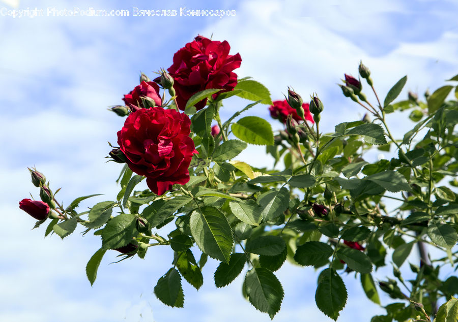 Blossom, Flora, Flower, Geranium, Plant, Rose, Flower Arrangement