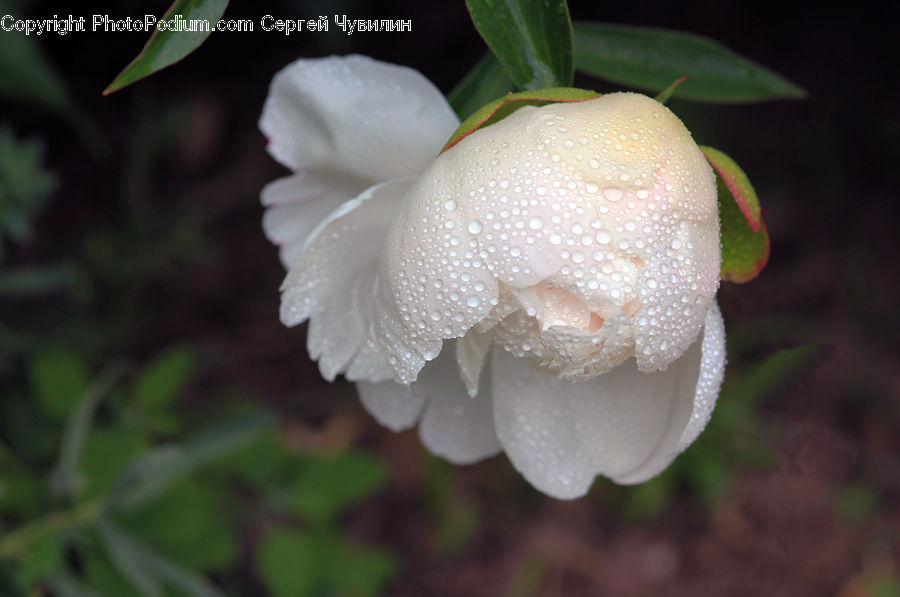 Blossom, Flora, Flower, Plant, Agaric, Amanita, Fungus