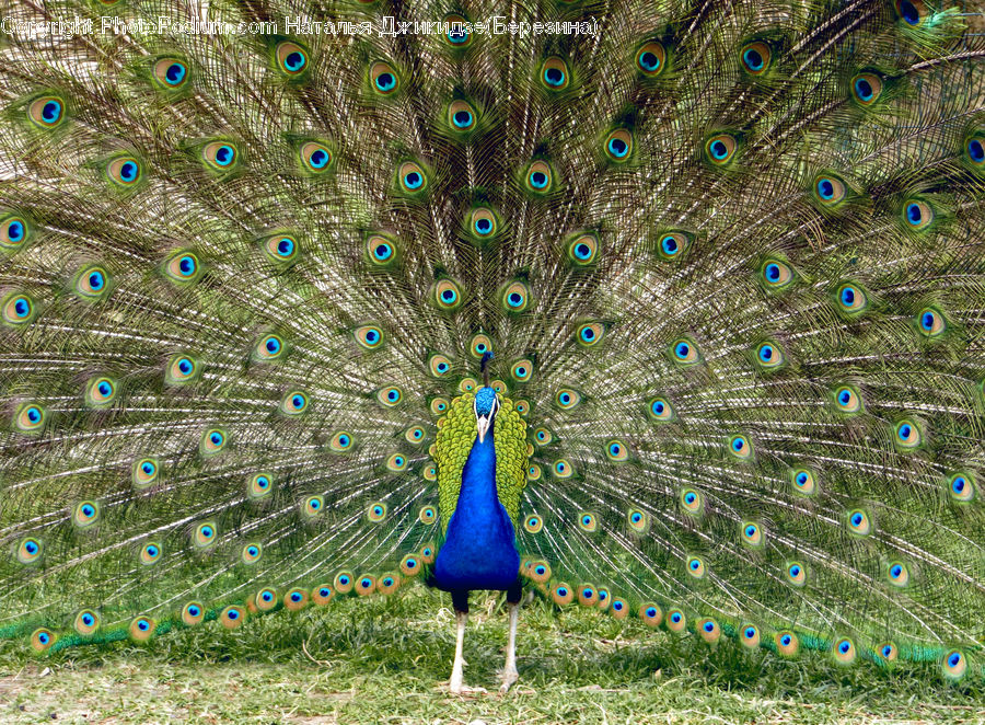 Bird, Peacock, Pheasant, Wildlife, Beak, Applique, Sewing