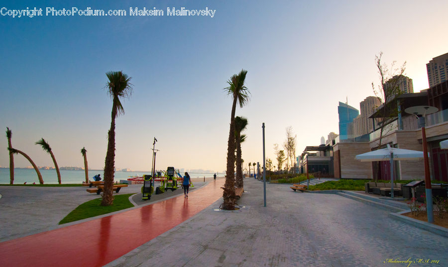 Palm Tree, Plant, Tree, Hotel, Resort, Canopy, Beach