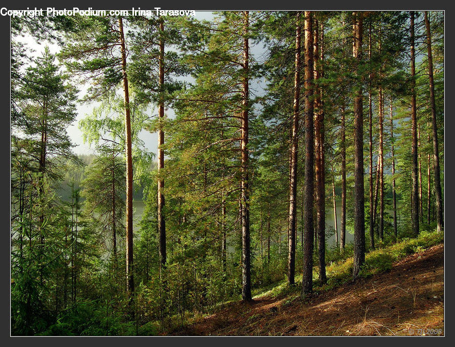 Forest, Vegetation, Conifer, Fir, Plant, Tree, Dirt Road