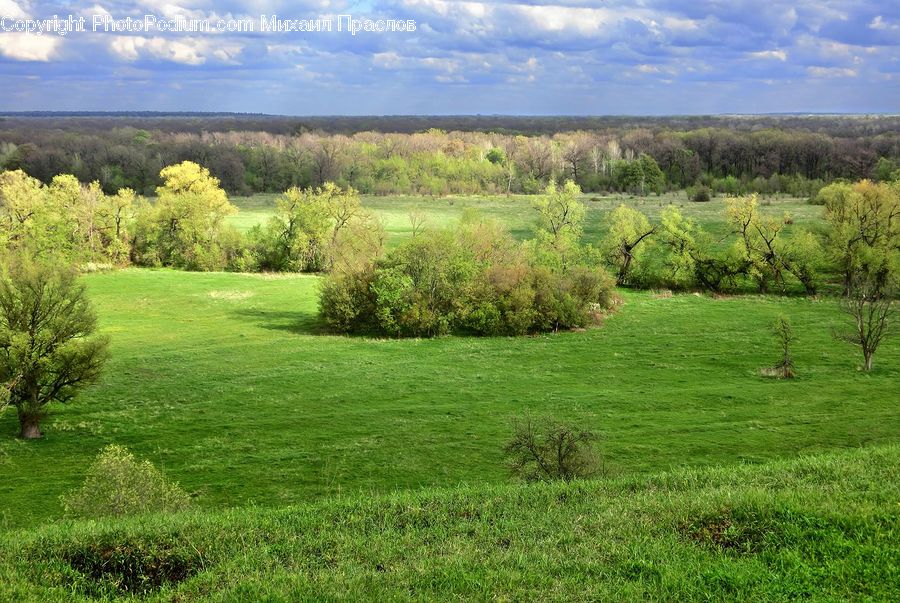 Field, Grass, Grassland, Land, Outdoors, Plant, Tree