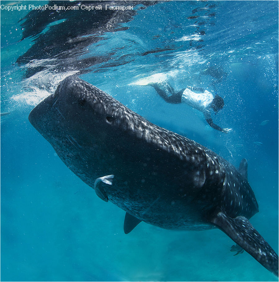 Animal, Fish, Humpback, Sea Life, Whale