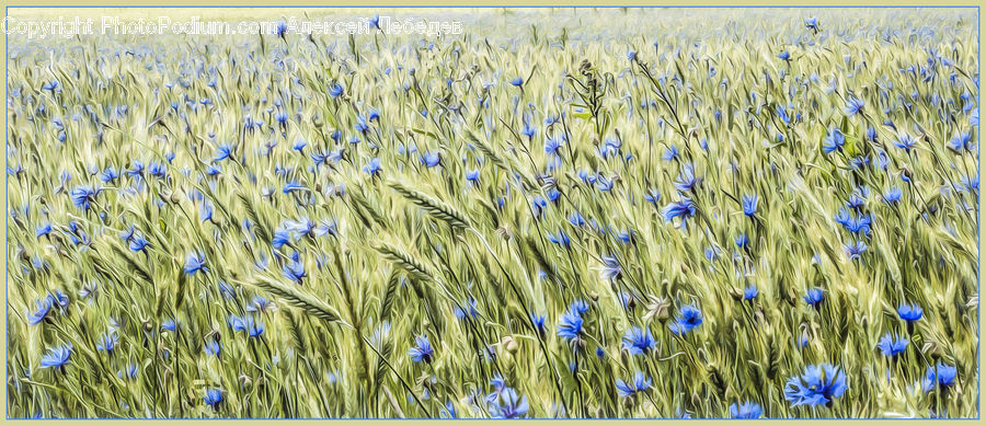 Art, Carpet, Tapestry, Blossom, Flora, Flower, Plant
