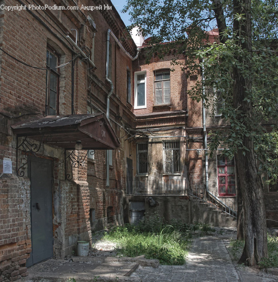 Ivy, Plant, Vine, Building, House, Housing, Cottage