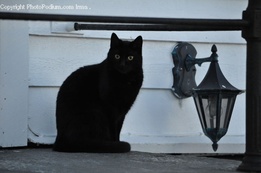 Animal, Black Cat, Cat, Mammal, Pet, Manx, Light Fixture