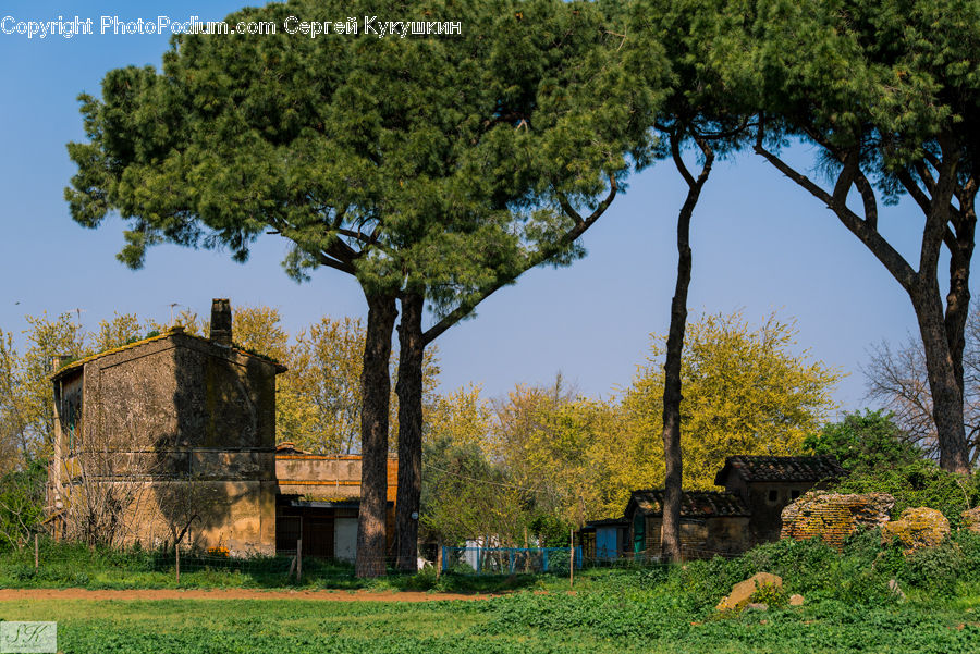 Building, Cottage, Housing, Ruins, Conifer, Fir, Plant