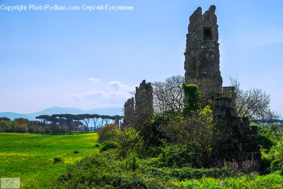 Ruins, Plant, Tree, Architecture, Castle, Fort, Conifer