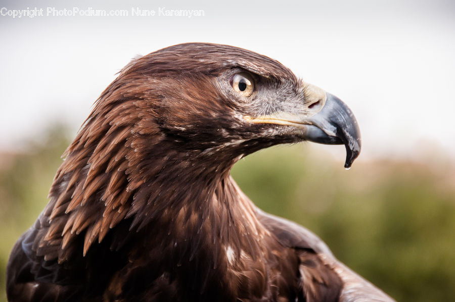 Bird, Eagle, Buzzard, Harrier, Hawk, Vulture, Beak