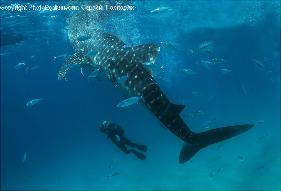 Diver, Diving, Sport, Water