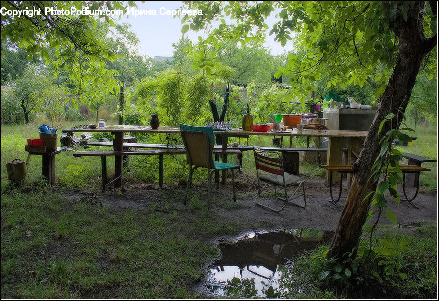 Plant, Potted Plant, Chair, Furniture, Bench, Backyard, Yard
