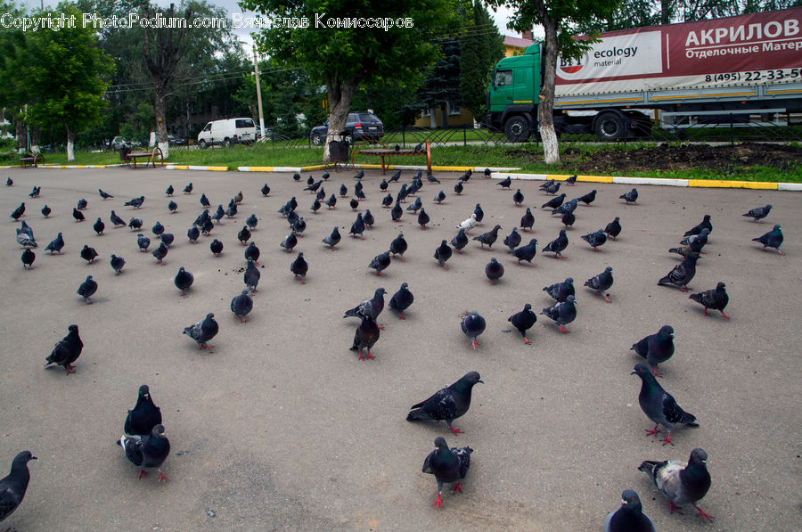 Bird, Pigeon, Dove, Car, Van, Suv, Vehicle