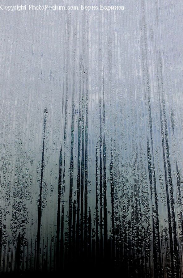 Fog, Birch, Tree, Wood, Field, Grass, Grassland