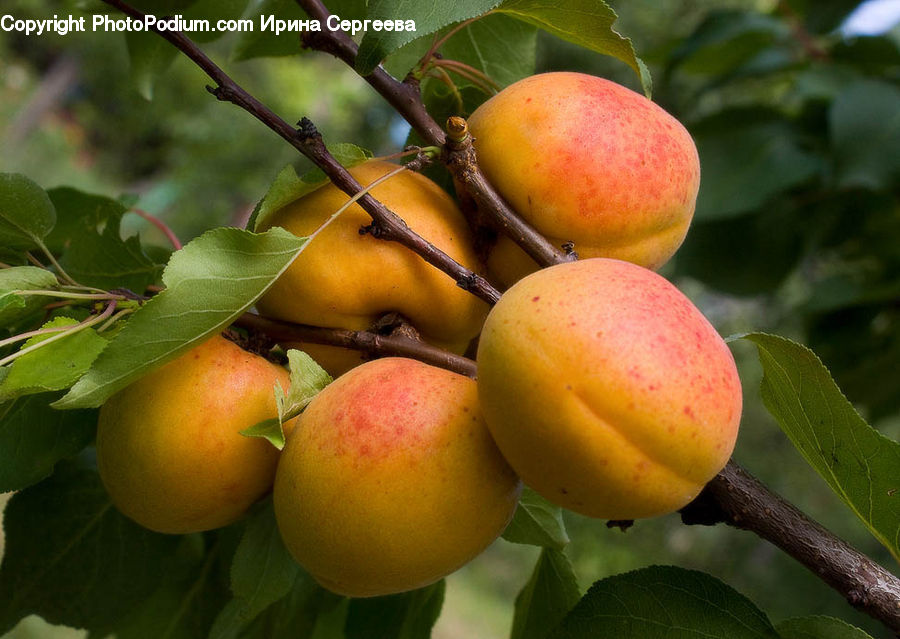 Fruit, Cherry, Peach, Apricot