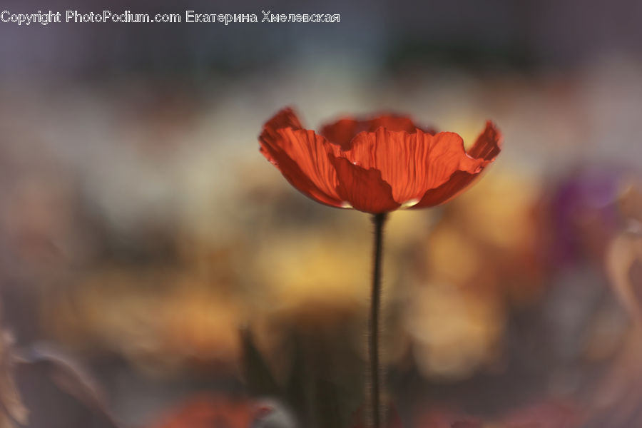 Blossom, Flora, Flower, Plant, Poppy, Geranium, Tulip