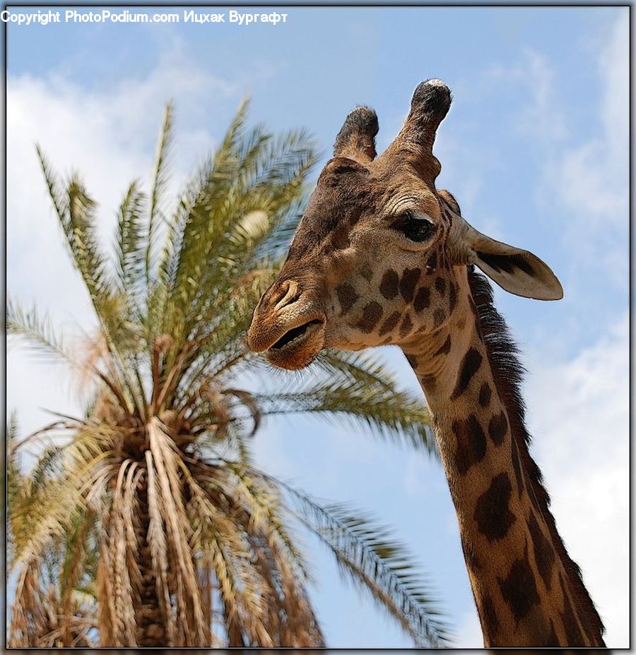 Animal, Giraffe, Mammal